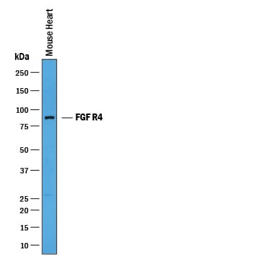 Detection of Mouse FGF R4 antibody by Western Blot.