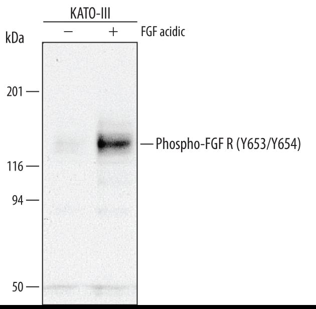 Detection of Human Phospho- FGF R1-4 (Y653/Y654) antibody by Western Blot.