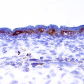 FGF R4 antibody in Mouse Embryo by Immunohistochemistry (IHC-Fr).