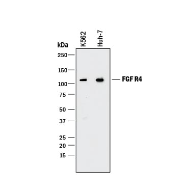 Detection of Human FGF R4 antibody by Western Blot.