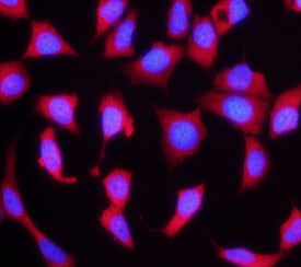 FGF R4 antibody in MCF-7 Human Cell Line by Immunocytochemistry (ICC).