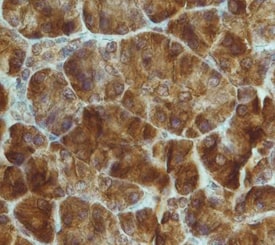 FGF R4 antibody in Human Pancreas by Immunohistochemistry (IHC-P).