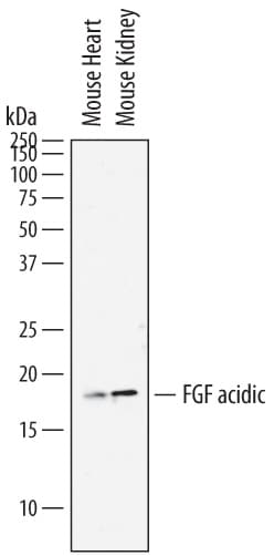 Detection of Mouse FGF acidic/FGF1 antibody by Western Blot.