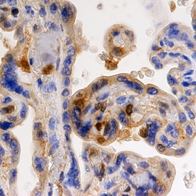 FGF basic/FGF2/bFGF antibody in Human Placenta by Immunohistochemistry (IHC-P).