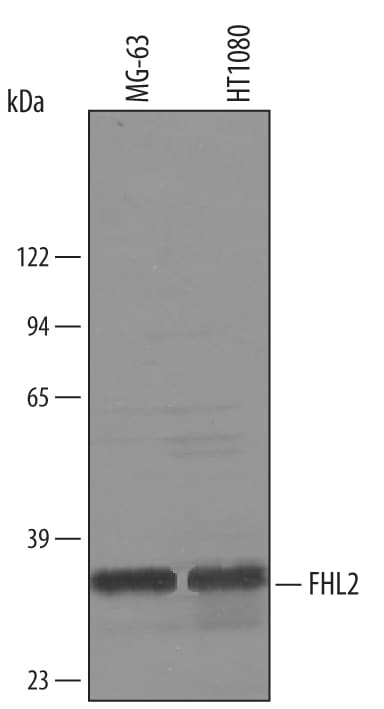 Detection of Human FHL2 antibody by Western Blot.