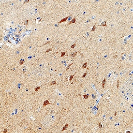 FKBP12 by Immunohistochemistry (IHC-P).6 antibody in Human Brain by Immunohistochemistry (IHC-P).