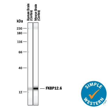 Detection of Human and Mouse FKBP12.6 antibody by Simple WesternTM.