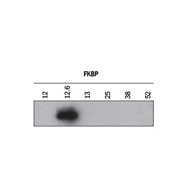 Specificity of FKBP12.6 Shown by Western Blot.