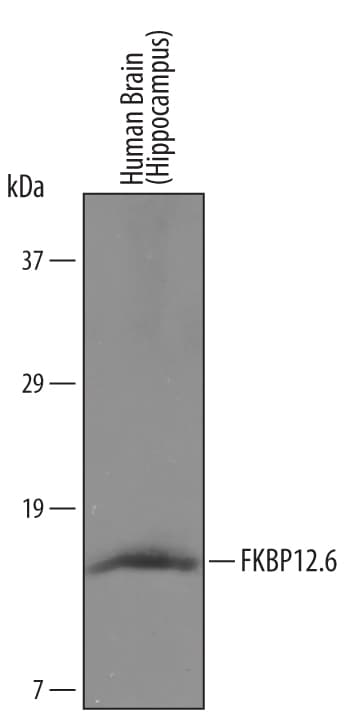 Detection of Human FKBP12.6 antibody by Western Blot.