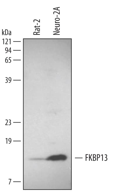 Detection of Human/Mouse/Rat FKBP13 antibody by Western Blot.