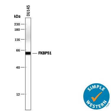 Detection of Human FKBP51 antibody by Simple WesternTM.