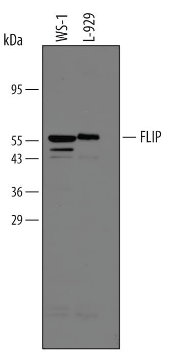 Detection of Human/Mouse FLIP antibody by Western Blot.
