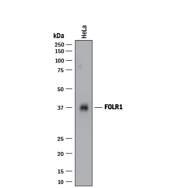 Detection of Human FOLR1 antibody by Western Blot.