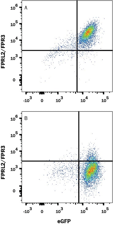 Detection of FPRL2/FPR3 antibody in HEK293 Human Cell Line Transfected with Human FPRL2/FPR3 and eGFP antibody by Flow Cytometry.