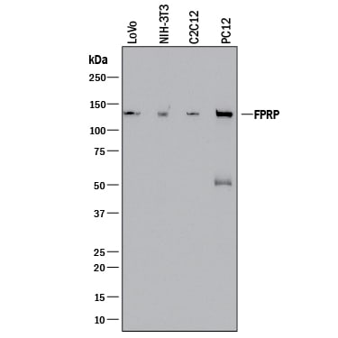 Detection of Human, Mouse, and Rat FPRP/PTGFRN antibody by Western Blot.