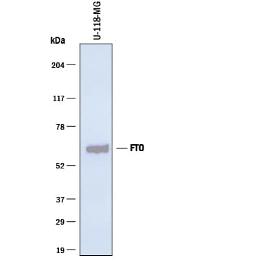 Detection of Human FTO antibody by Western Blot.