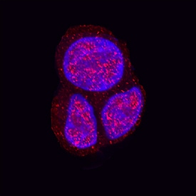 FUBI/MNSF beta  antibody in HEK293 Human Cell Line by Immunocytochemistry (ICC).