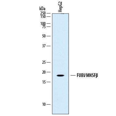 Detection of Human FUBI/MNSF beta  antibody by Western Blot.