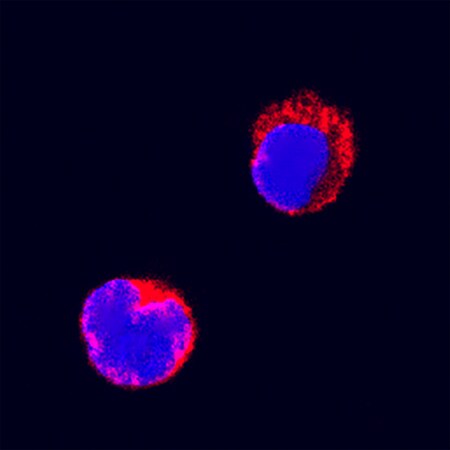 Fas/TNFRSF6/CD95 antibody in Feline PBMCs by Immunocytochemistry (ICC).