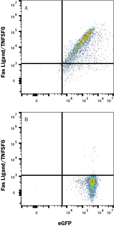 Detection of Fas Ligand/TNFSF6 antibody in HEK293 Human Cell Line Transfected with Human Fas Ligand/TNFSF6 and eGFP antibody by Flow Cytometry.