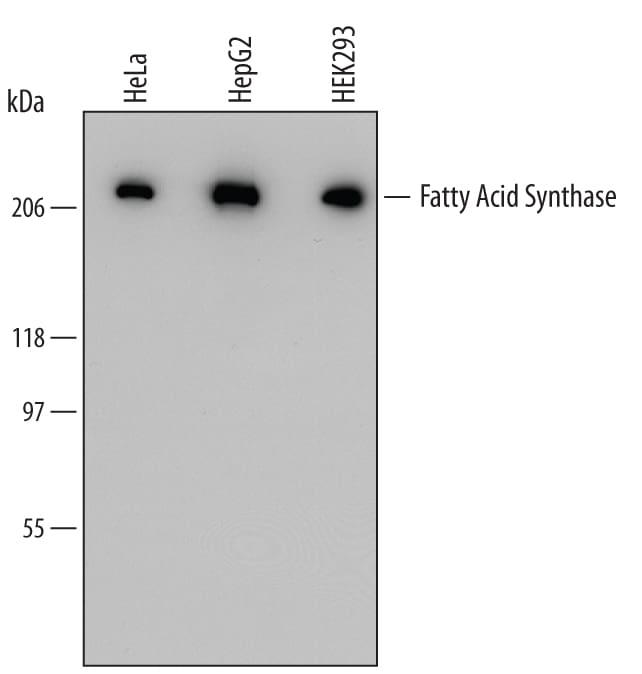 Detection of Human Fatty Acid Synthase/FASN antibody by Western Blot.