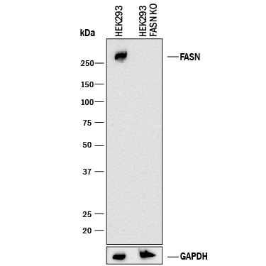 Western Blot Shows Human Fatty Acid Synthase/FASN Antibody Specificity by Using Knockout Cell Line.