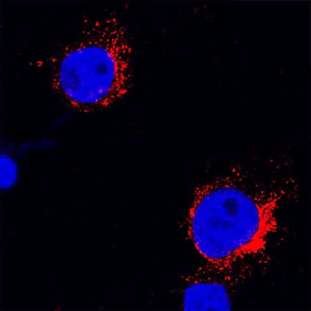 Fc? RI/CD64 antibody in U937 Human Cell Line by Immunocytochemistry (ICC).