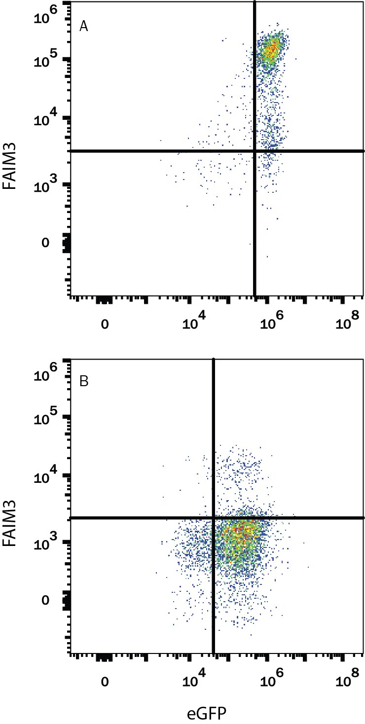 Detection of FAIM3 antibody in HEK293 Human Cell Line Transfected with Human FAIM3 and eGFP antibody by Flow Cytometry.