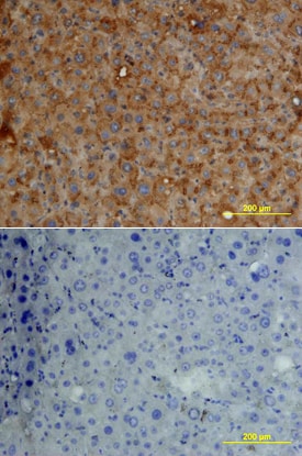Fetuin A/AHSG antibody in Human Liver by Immunohistochemistry (IHC-P).