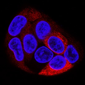 Fibrinopeptide B antibody in HepG2 Human Cell Line by Immunocytochemistry (ICC).