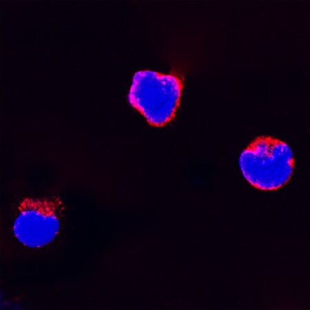 Flt-3 Ligand/FLT3L antibody in Feline PBMCs by Immunocytochemistry (ICC).