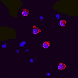 Flt-3 Ligand/FLT3L antibody in HT-2 Mouse Cell Line by Immunocytochemistry (ICC).