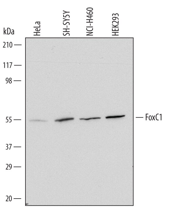 Detection of Human FoxC1 antibody by Western Blot.