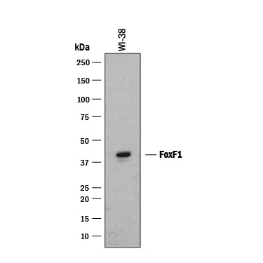 Detection of Human FoxF1 antibody by Western Blot.