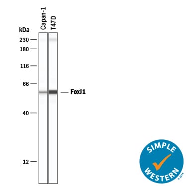 Detection of Human FoxJ1 antibody by Simple WesternTM.