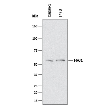 Detection of Human FoxJ1 antibody by Western Blot.