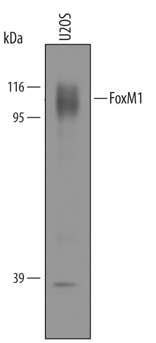 Detection of Human FoxM1 antibody by Western Blot.