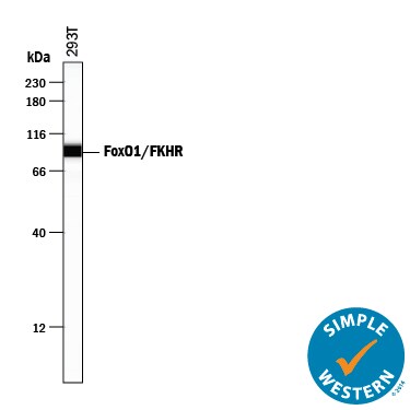 Detection of Human FoxO1/FKHR antibody by Simple WesternTM.