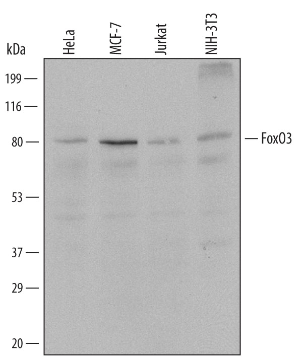 Detection of Human and Mouse FoxO3 antibody by Western Blot.