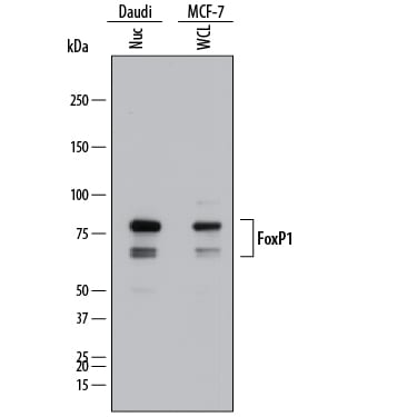 Detection of Human FoxP1 antibody by Western Blot.