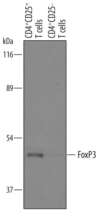 Detection of Human FoxP3 antibody by Western Blot.