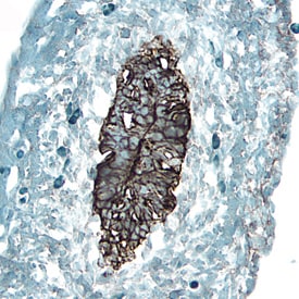 Frizzled‑1 antibody in Embryonic Mouse Intestine by Immunohistochemistry (IHC-Fr).