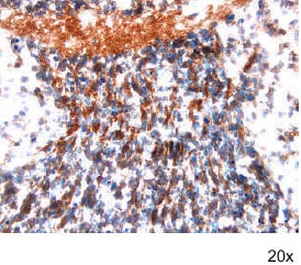 Frizzled‑4 antibody in Embryonic Mouse Neuronal Tissue by Immunohistochemistry (IHC-Fr).