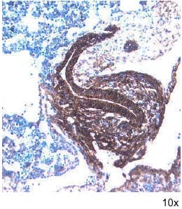 Frizzled-7 antibody in Embryonic Mouse Gastrointestinal Tract by Immunohistochemistry (IHC-Fr).