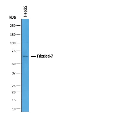 Detection of Mouse Frizzled-7 antibody by Western Blot.