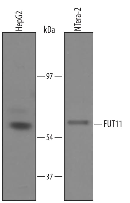 Detection of Human Fucosyltransferase 11/FUT11 antibody by Western Blot.