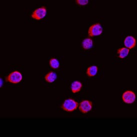 Fucosyltransferase 7/FUT7 antibody in HL-60 Human Cell Line by Immunocytochemistry (ICC).