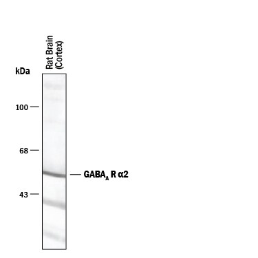 Detection of GABAAR a2 antibody by Western Blot.