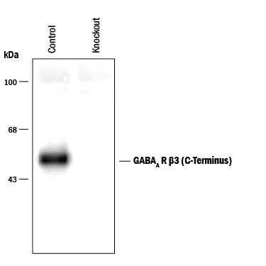 Detection of GABAAR  beta 3 C-Terminus antibody by Western Blot.