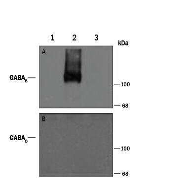 Detection of Phospho-GABABR2 (S892) antibody by Western Blot